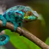 chameleon-on-branch